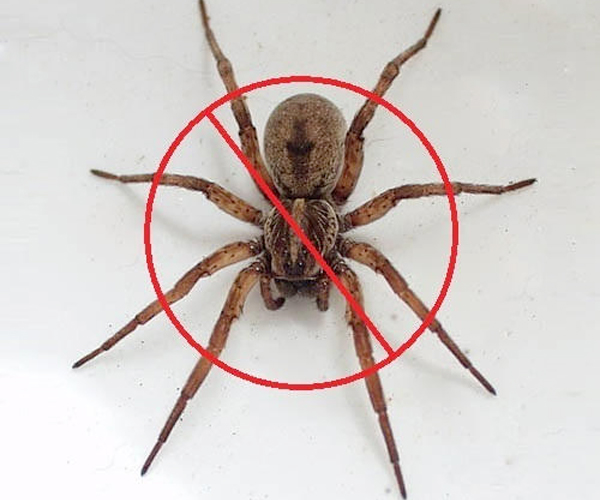 Spiders Pest Control